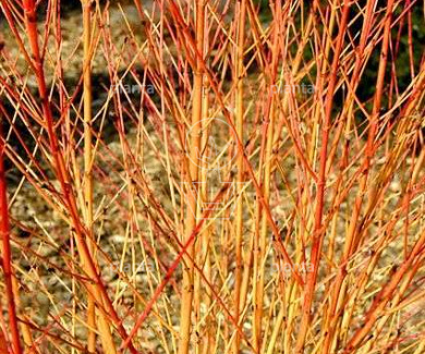Cornus sanguinea