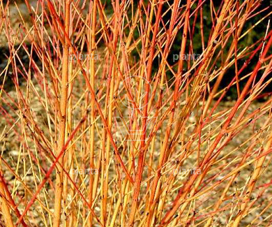 Cornus sanguinea 'Midwinter Fire'