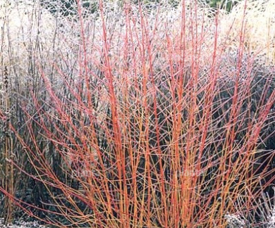 Cornus sanguinea 'Winter Beauty'