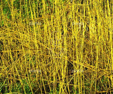 Cornus sericea 'Flaviramea'
