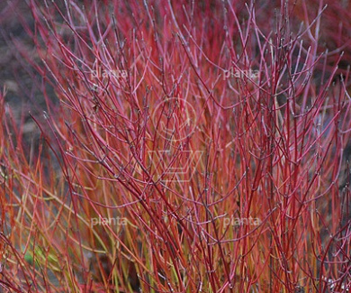 Cornus sericea 'Kelseyi'