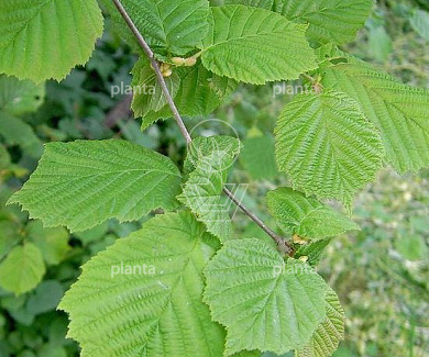 Corylus avellana