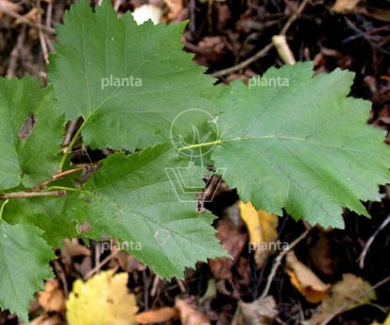 Corylus colurna