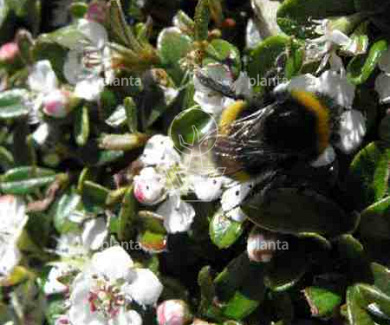 Cotoneaster dammeri