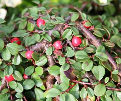 Cotoneaster procumbens 'Queen of Carpets'