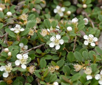 Cotoneaster procumbens 'Streib's Findling'