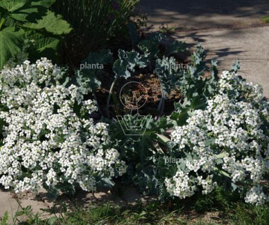 Crambe maritima