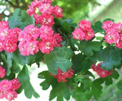 Crataegus laevigata 'Paul's Scarlet'
