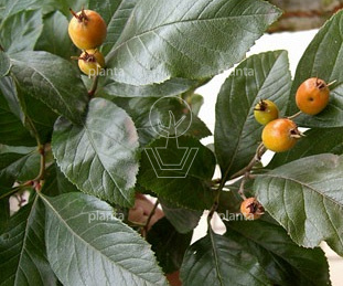 Crataegus lavalleei 'Carrierei'