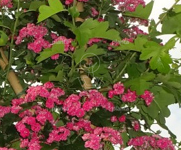 Crataegus media 'Paul's Scarlet'