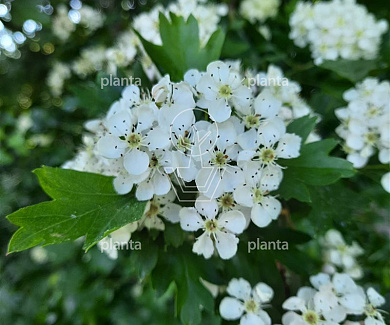 Crataegus monogyna