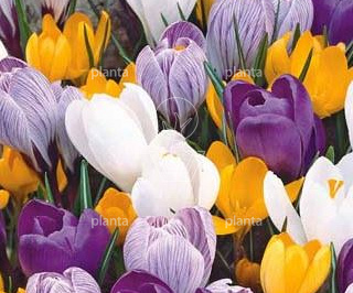 Crocus Grootbloemig/ Large flowering Mix