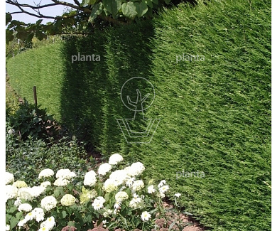 Cupressocyparis leylandii