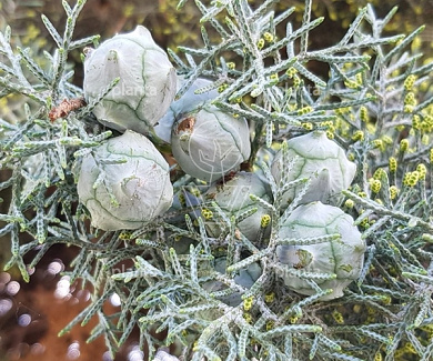 Cupressus arizonica 'Glauca'