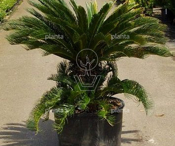 Cycas revolta