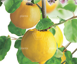 Cydonia oblonga