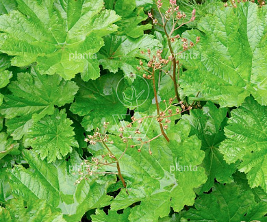 Darmera peltata