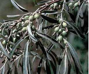Elaeagnus angustifolia