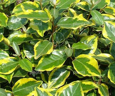 Elaeagnus ebbingei 'Vivelegg'