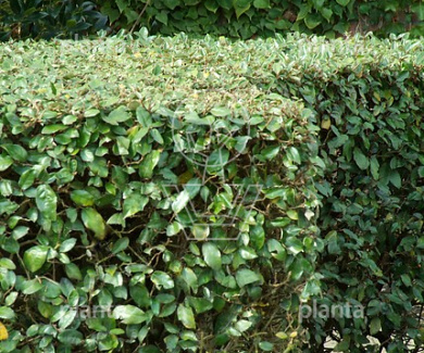 Elaeagnus ebbingei
