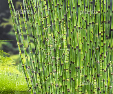 Equisetum japonicum