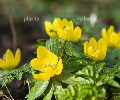 Eranthis cilicica