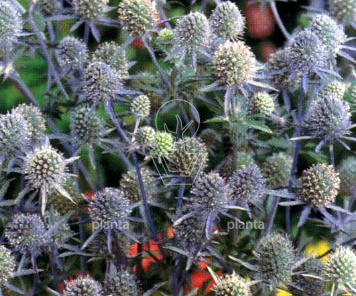 Eryngium planum