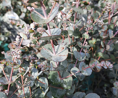 Eucalyptus gunnii Azura