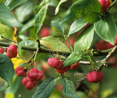 Euonymus europaeus