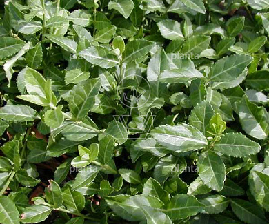Euonymus fortunei 'Coloratus'