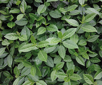 Euonymus fortunei 'Coloratus'