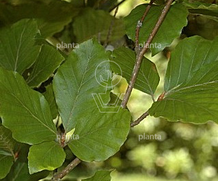 Fagus sylvatica 'Dawyck'