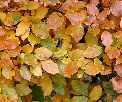 Fagus sylvatica