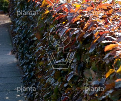 Fagus sylvatica 'Atropunicea'