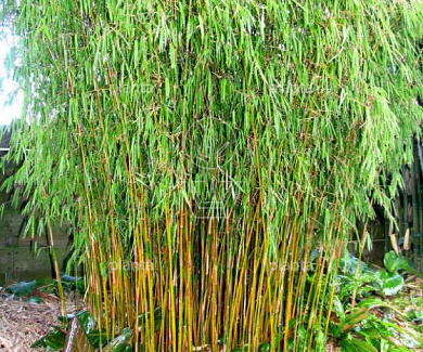 Fargesia murieliae 'Jiuzhaigou'