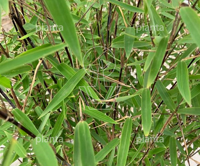 Fargesia nitida 'Black Pearl' 