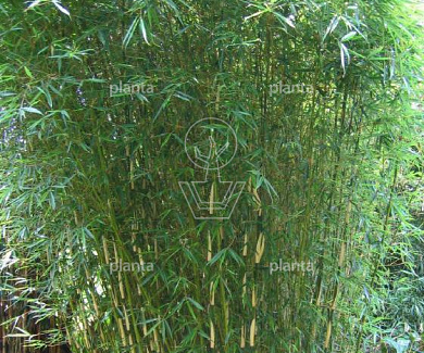 Fargesia robusta 'Campbell'