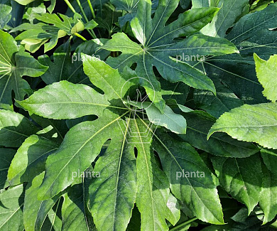 Fatsia japonica
