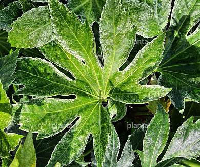 Fatsia japonica 'Spider's Web'