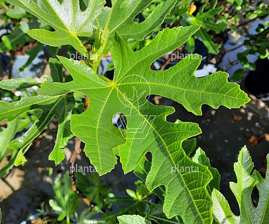 Ficus carica 'Bornholms Diamant'