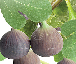 Ficus carica 'Brown Turkey'