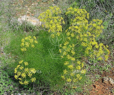 Foeniculum vulgare