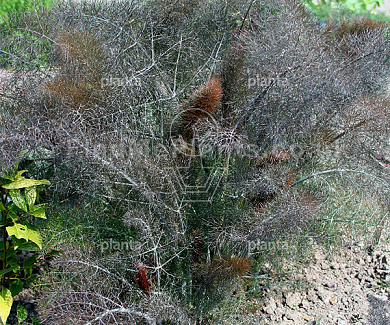 Foeniculum vulgare 'Purpureum'