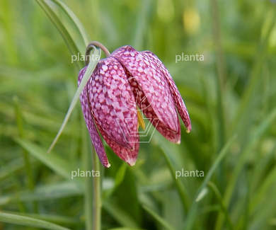 Fritillaria meleagris