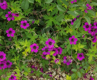 Geranium 'Ann Folkard'