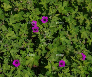Geranium 'Anne Thomson'