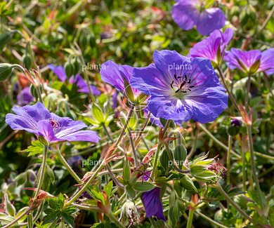 Geranium 'Azure Rush'