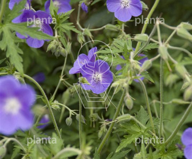 Geranium 'Brookside'