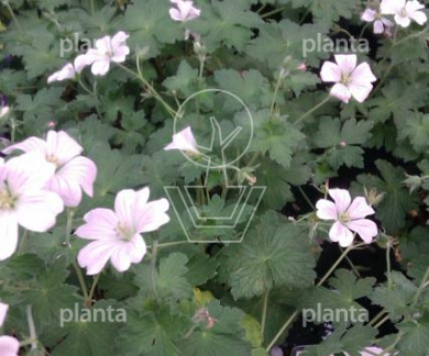 Geranium 'Dreamland'