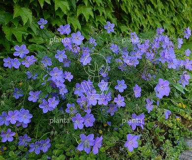 Geranium 'Johnson's Blue'
